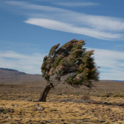 Un arbre solitaire se dresse contre le vent dans un paysage désertique aride sous un ciel bleu dégagé. ©Pexels-Jan Zakelj