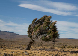 Un arbre solitaire se dresse contre le vent dans un paysage désertique aride sous un ciel bleu dégagé. ©Pexels-Jan Zakelj