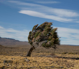 Un arbre solitaire se dresse contre le vent dans un paysage désertique aride sous un ciel bleu dégagé. ©Pexels-Janzakelj