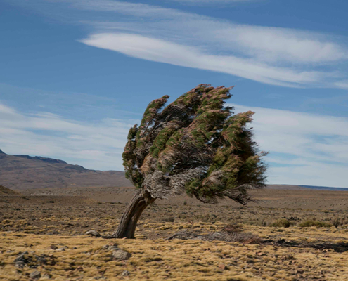 Un arbre solitaire se dresse contre le vent dans un paysage désertique aride sous un ciel bleu dégagé. ©Pexels-Jan Zakelj