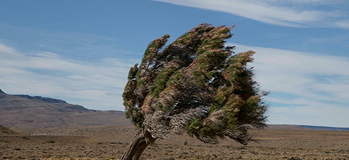Un arbre solitaire se dresse contre le vent dans un paysage désertique aride sous un ciel bleu dégagé. ©Pexels-Jan Zakelj